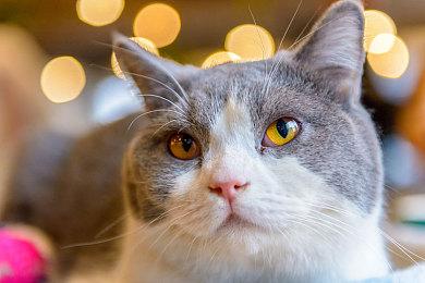 直面恶魔 终局挑战！类魂肉鸽游戏《死亡教堂》正式版5月28日上线Steam和Epic